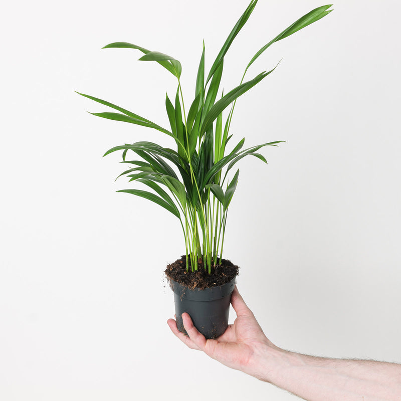 Dypsis lutescens 'Areca Palm' — 12cm