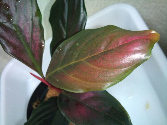 Rhodospatha sp. 'Pink' Plants GrowTropicals