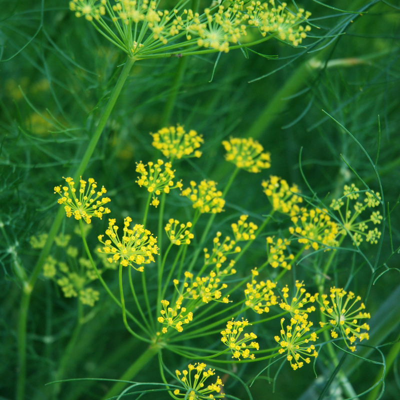 Dill 'Mammoth Long Island' Seeds — Default Title