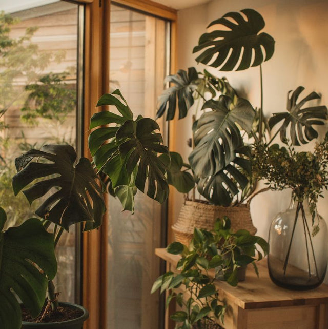 Easy Care Houseplants