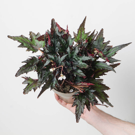 Begonia 'Jungle Wonder Ebony'