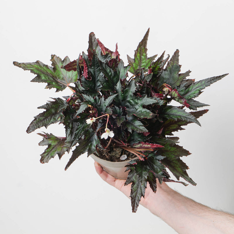 Begonia 'Jungle Wonder Ebony'