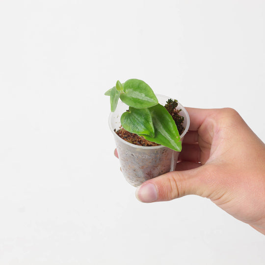 Peperomia eburnea Plants GrowTropicals