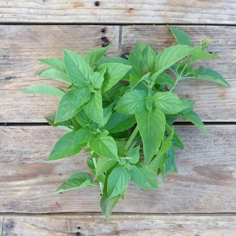 Lemon Basil 'Mrs Burns' Seeds — Default Title