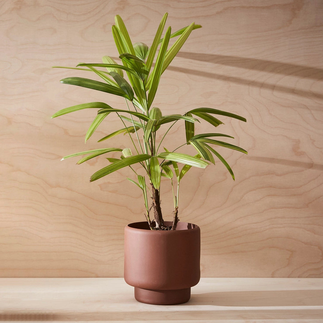 Aaron Probyn Botany Pot Medium - Dark Terracotta Pots & Planters Aaron Probyn