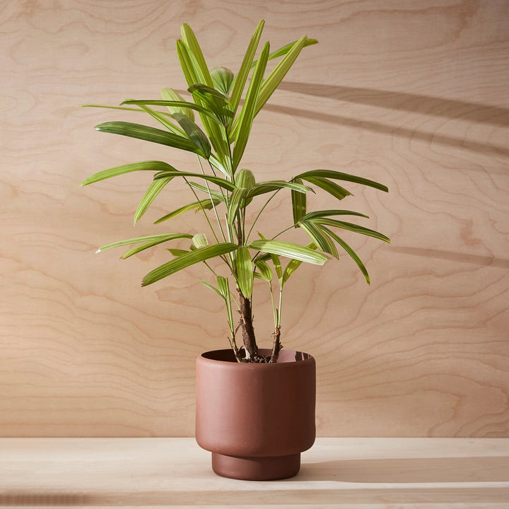 Aaron Probyn Botany Pot Medium - Dark Terracotta Pots & Planters Aaron Probyn