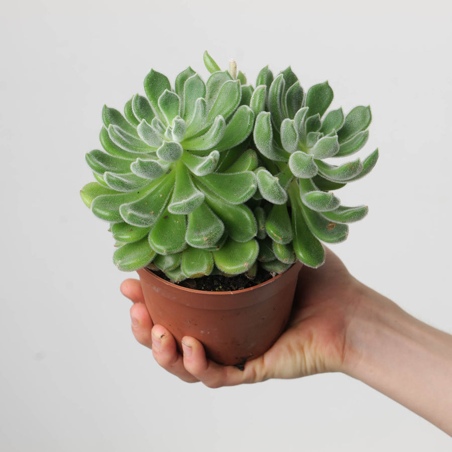 Echeveria 'Green Velvet' - GROW TROPICALS