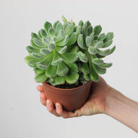 Echeveria 'Green Velvet'