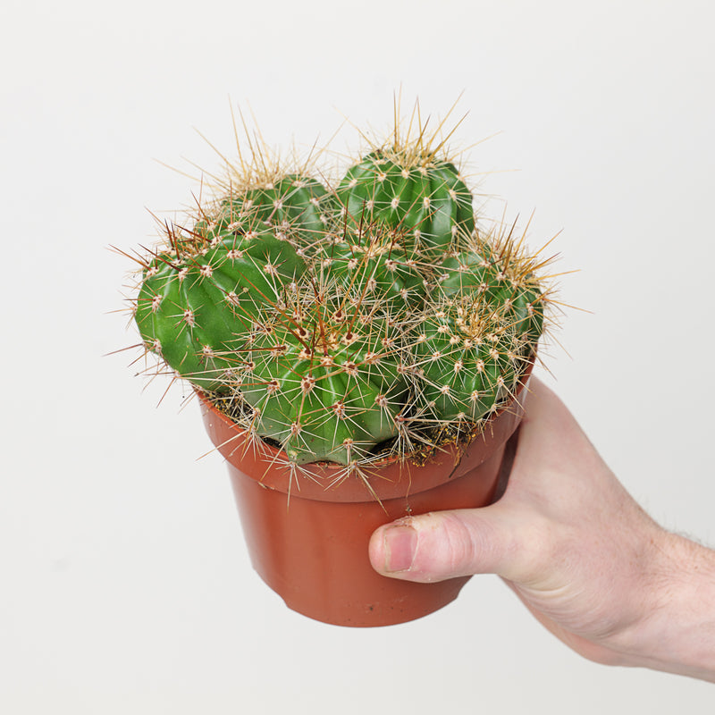 Echinopsis sp. Plants GrowTropicals