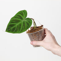 philodendron verrucosum ecuador Philodendron Verrucosum 'Ecuador' | Plants