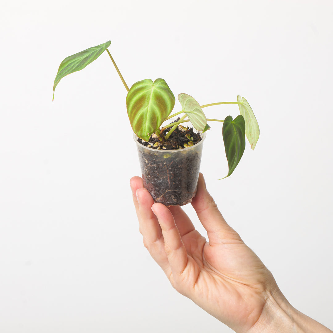 Philodendron Verrucosum 'Ecuador' 6cm Baby Plants GrowTropicals