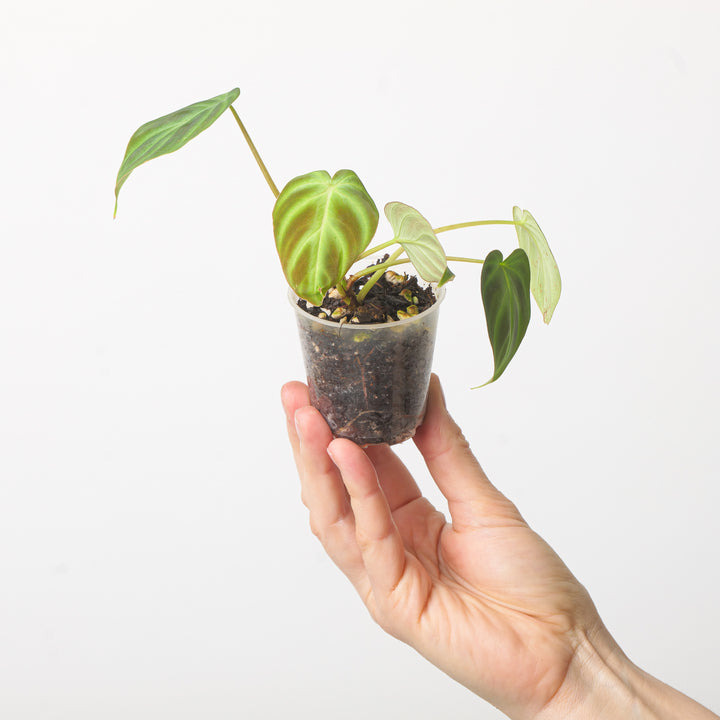 Philodendron Verrucosum 'Ecuador' 6cm Baby Plants GrowTropicals