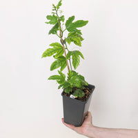 Passiflora edulis (Passion Fruit)