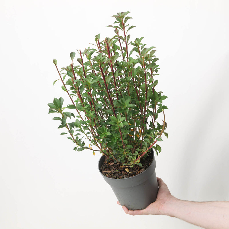 Enkianthus campanulatus — 17cm / 2L