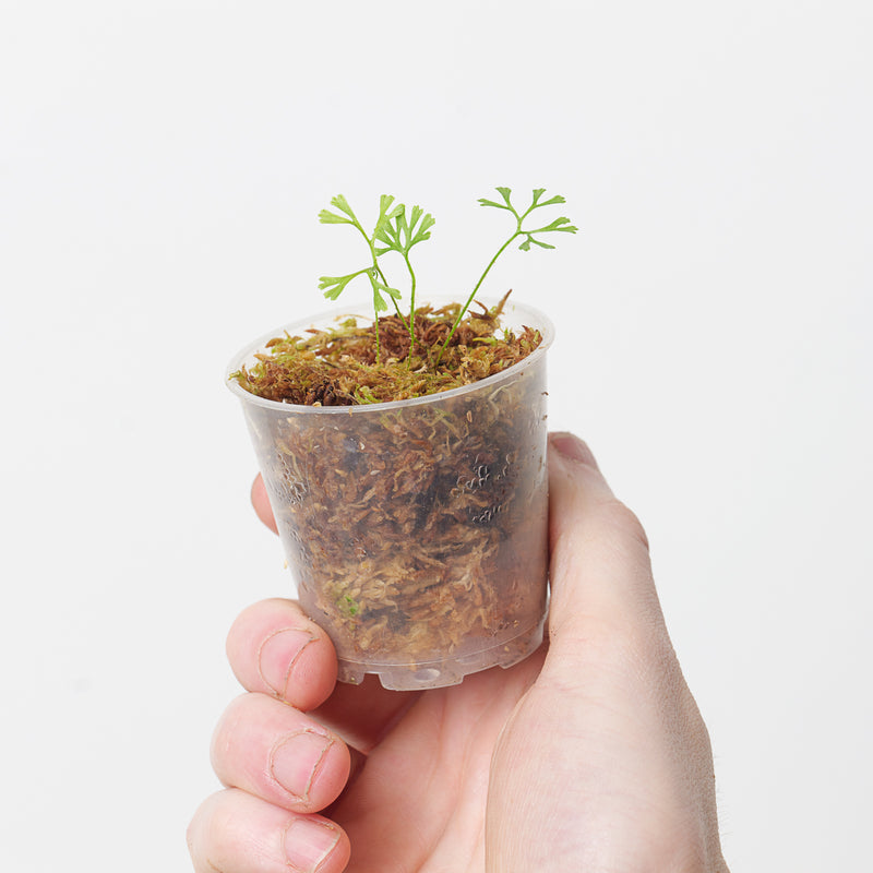 Elaphoglossum peltatum (Alternate Form) Plants GrowTropicals