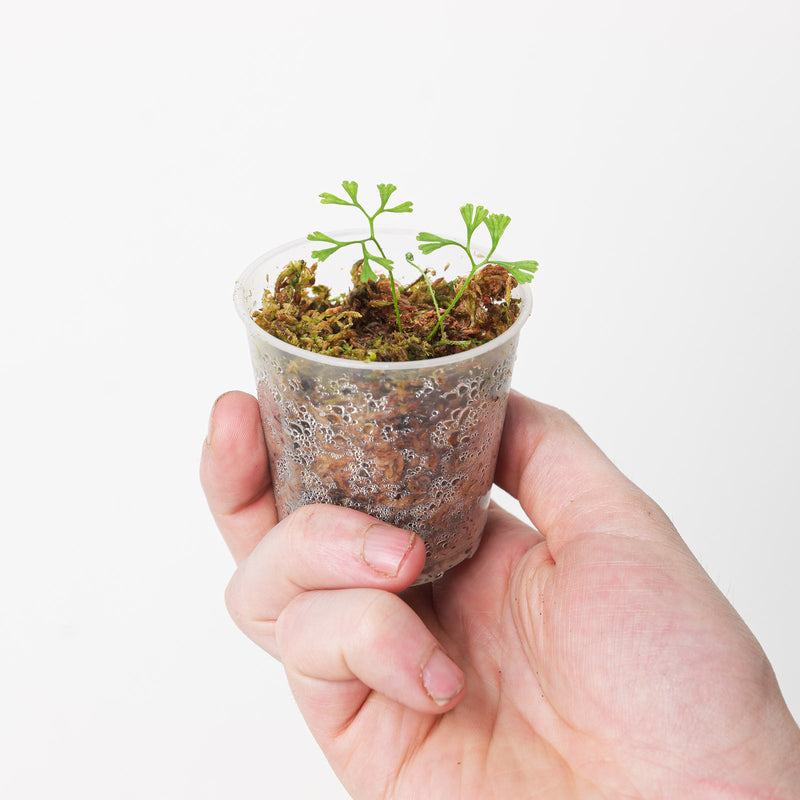 Elaphoglossum peltatum (Alternate Form) 6cm Plants GrowTropicals