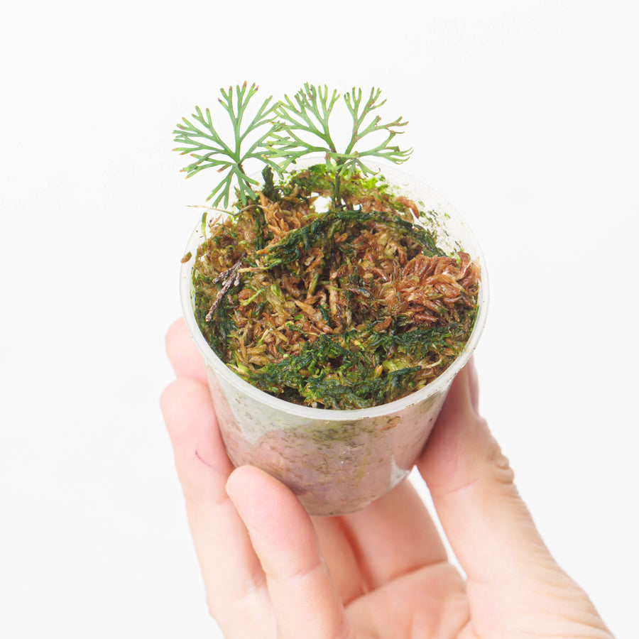 Elaphoglossum peltatum - GROW TROPICALS