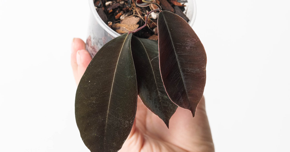 Marcgravia sp. El Coca | Plants | GrowTropicals.com