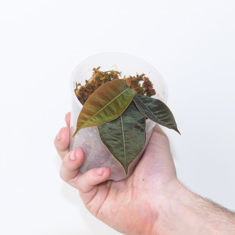 Marcgravia sp. El Coca — 9cm