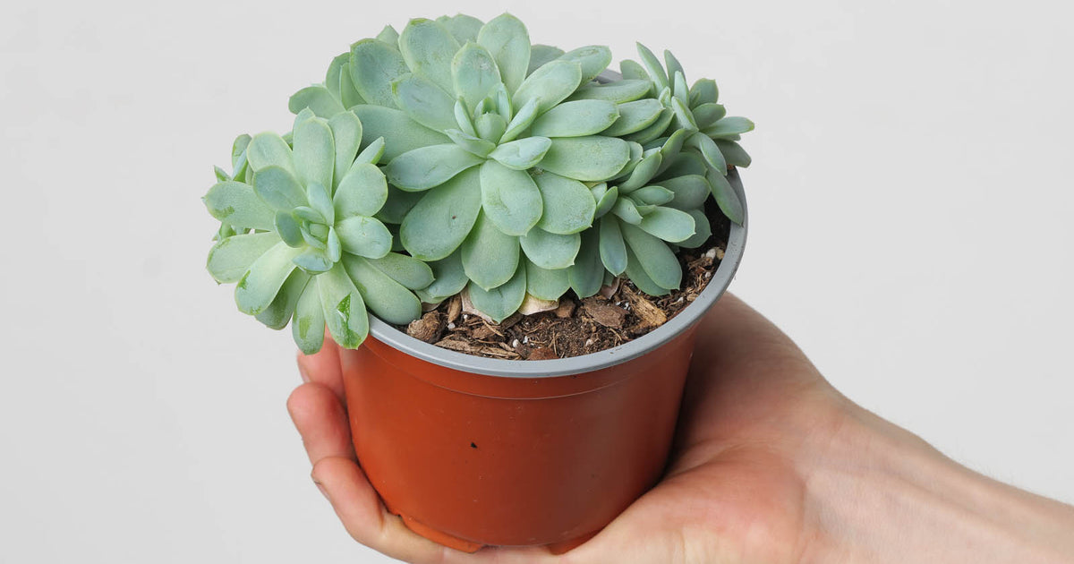 echeveria elegans succulent plants Echeveria elegans | Plants