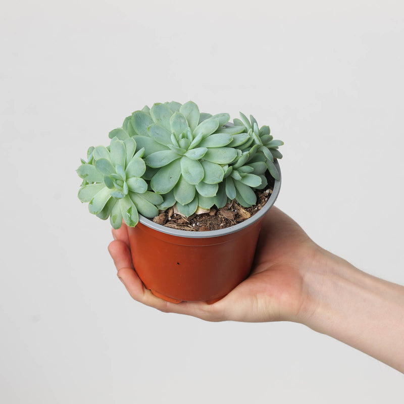 Echeveria elegans Plants GrowTropicals