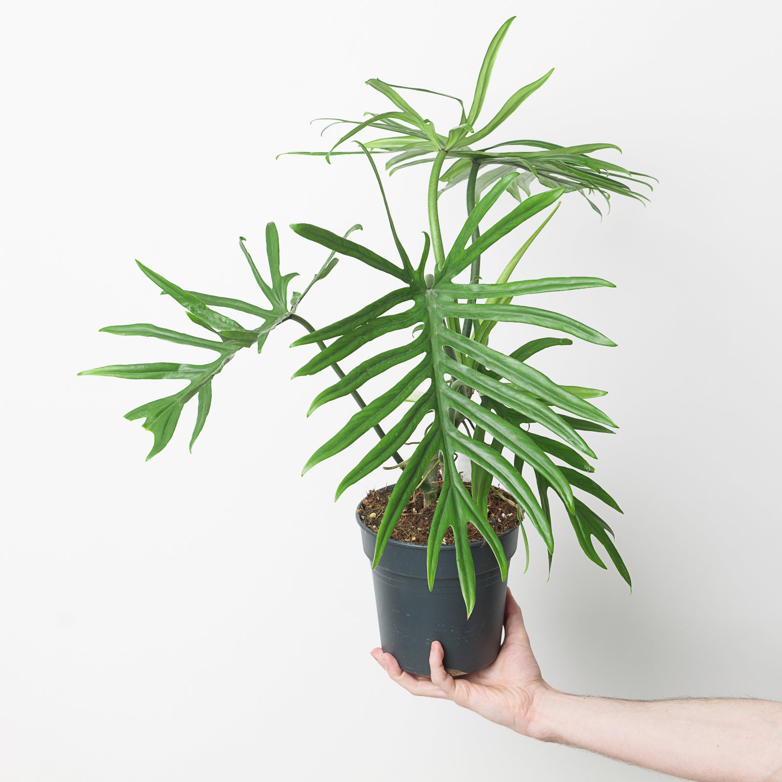 philodendron elegans kaufen Philodendron elegans