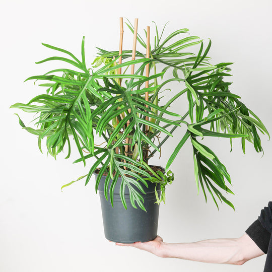 Imperfect Philodendron elegans Plants GrowTropicals