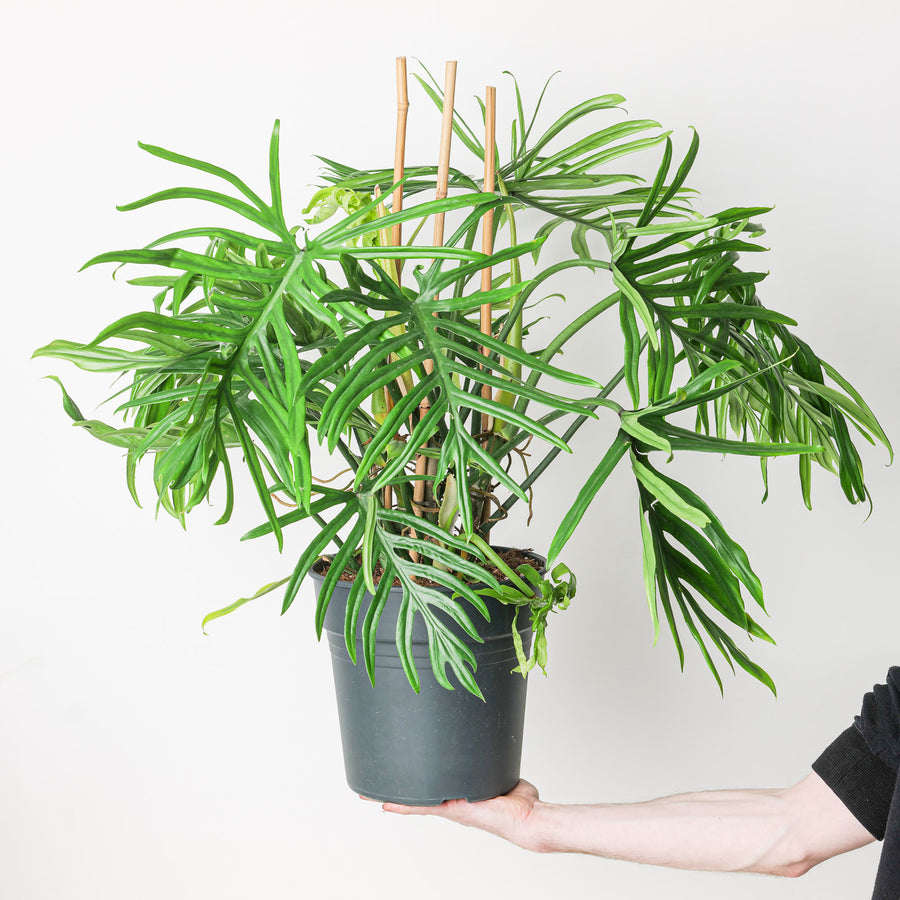 Imperfect Philodendron elegans Plants GrowTropicals