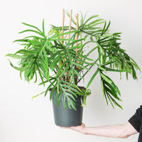 Imperfect Philodendron elegans