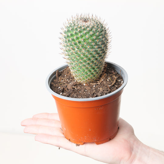 Mammillaria elegans Plants GrowTropicals