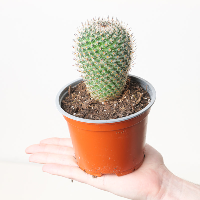 Mammillaria elegans Plants GrowTropicals