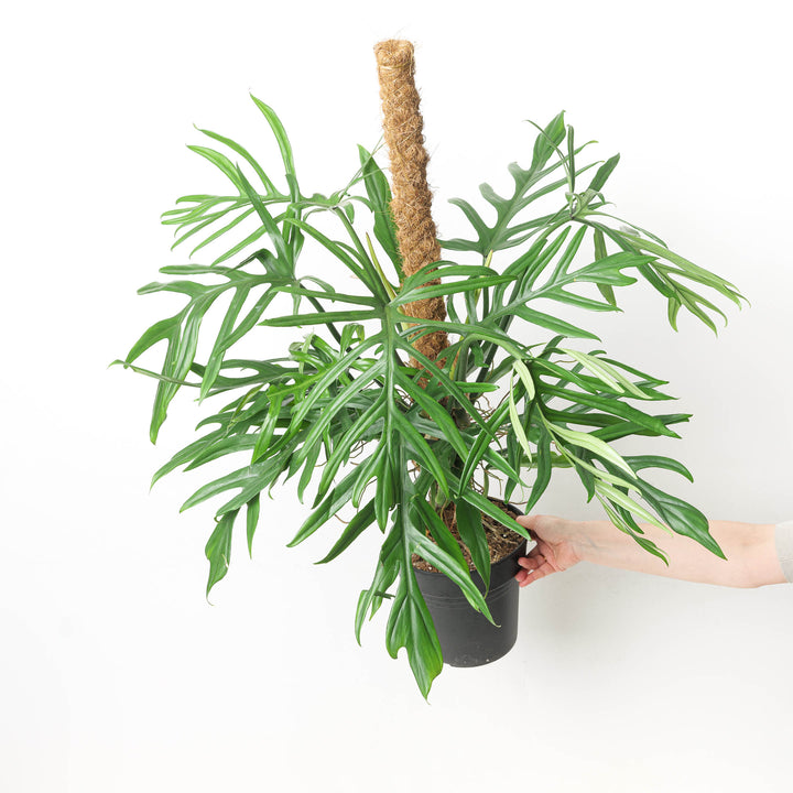 Philodendron elegans - GROW TROPICALS