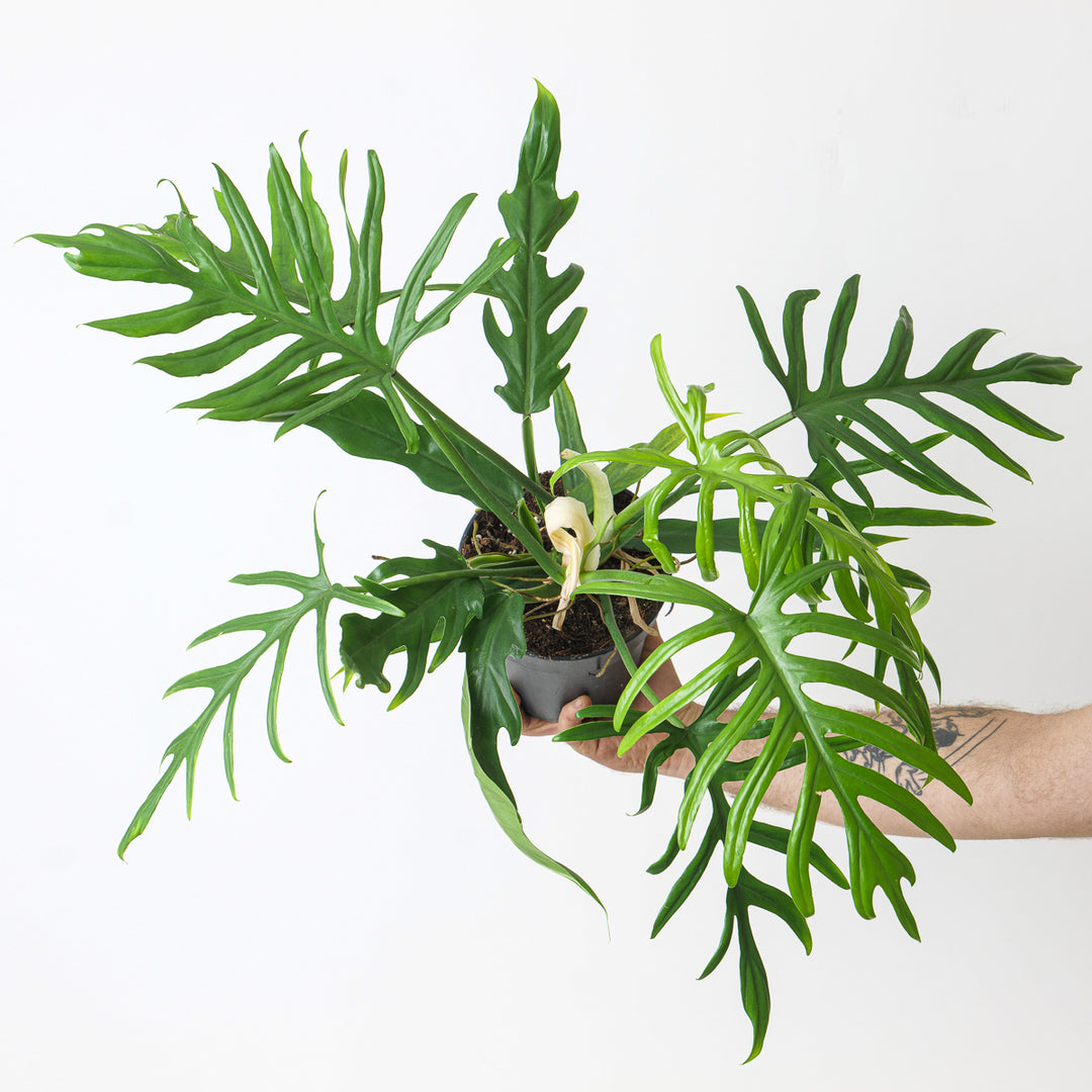 philodendron elegans care Philodendron elegans