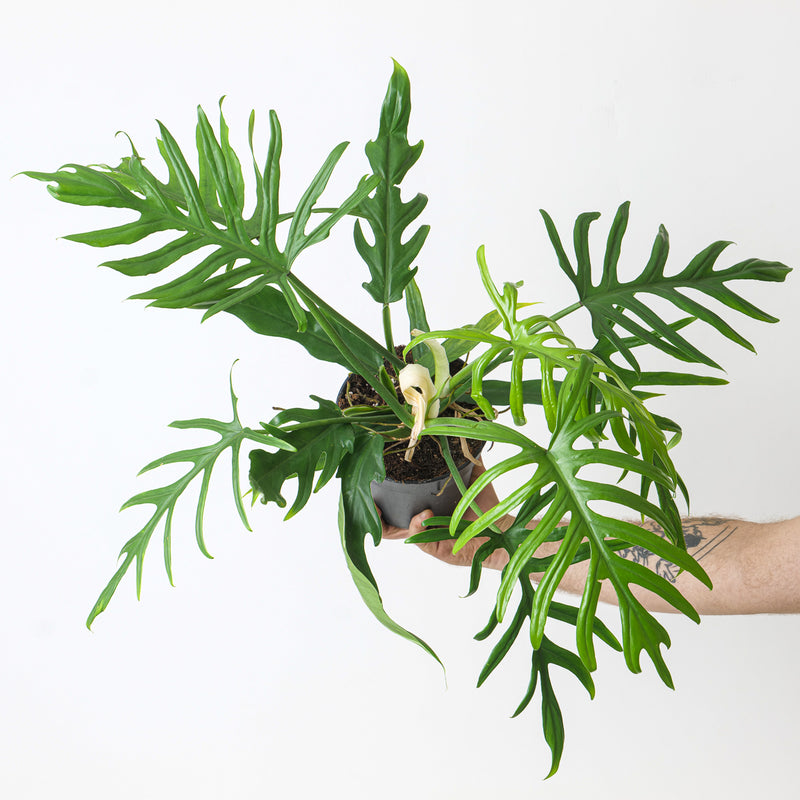 Philodendron elegans 15cm Plants GrowTropicals