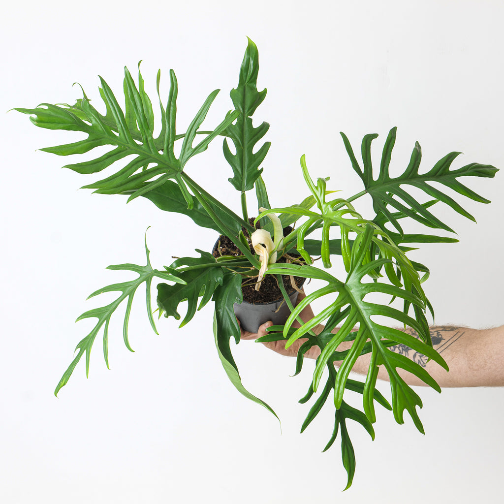 philodendron elegans ebay Philodendron elegans