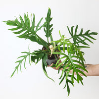 Philodendron elegans