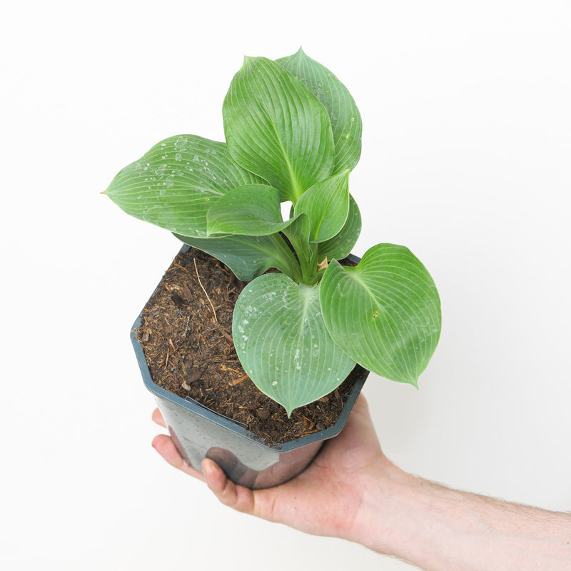 Hosta 'Elegans' Plants - Outdoor GROW TROPICALS