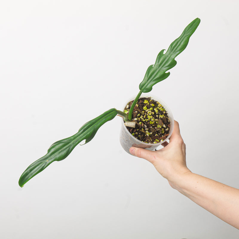 Philodendron elegans 'type' — 9cm