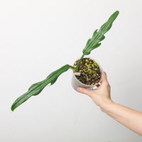 Philodendron elegans 'type'