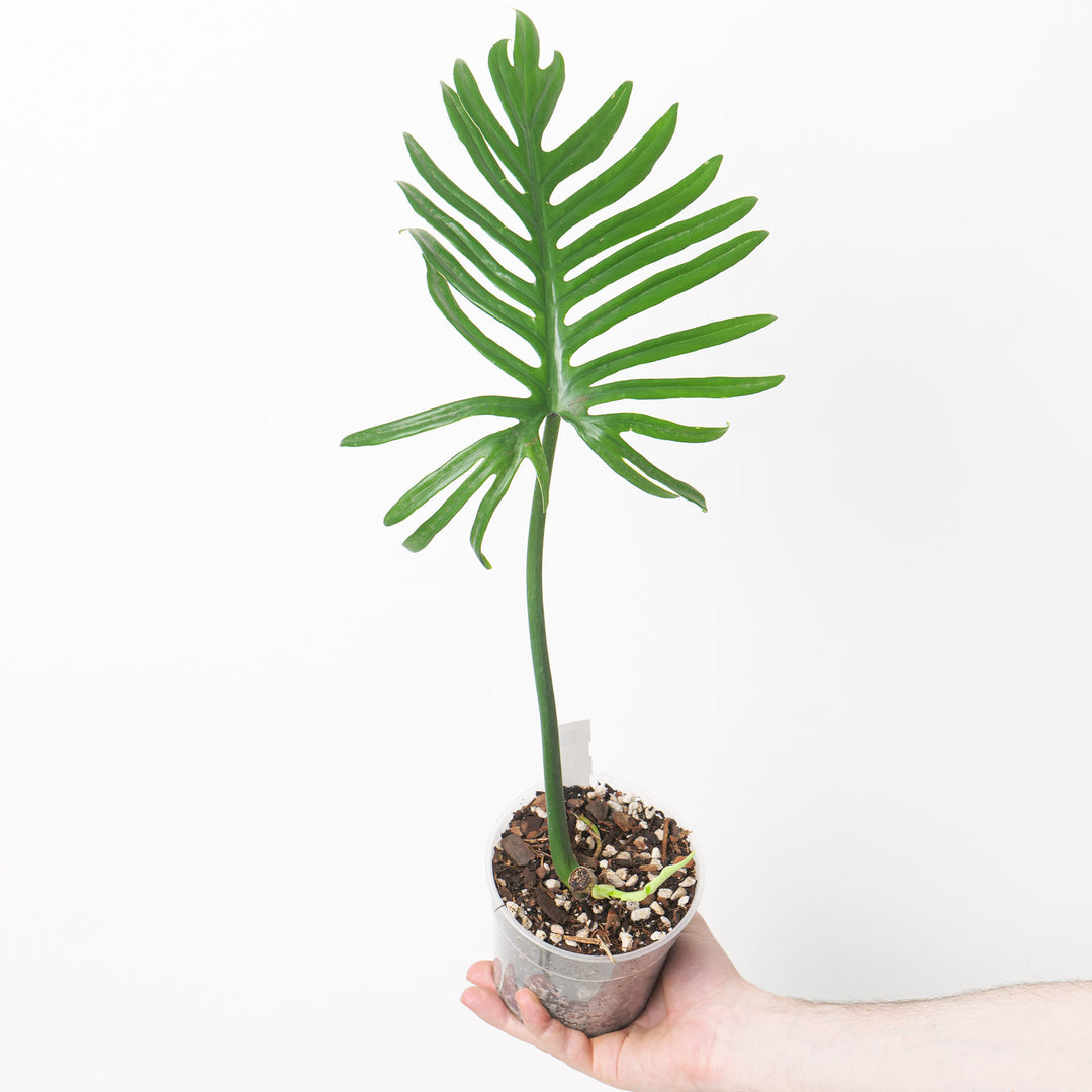 Philodendron elegans 12cm Plants GrowTropicals