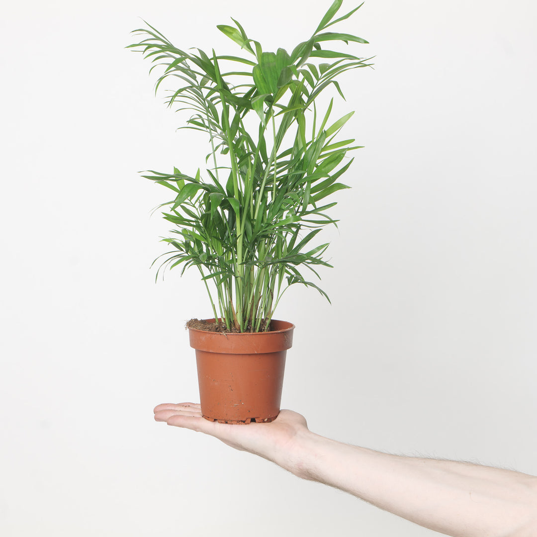 Chamaedorea elegans 12cm Plants GrowTropicals