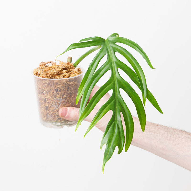 Philodendron elegans 'type' Plants GrowTropicals