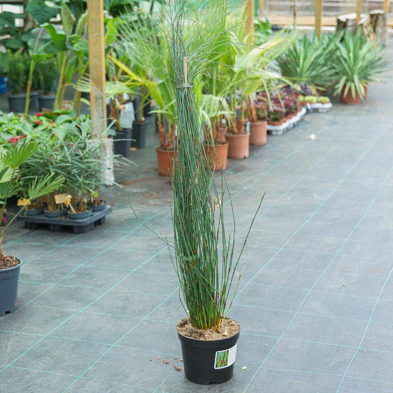 Elegia tectorum — 19cm / 3L
