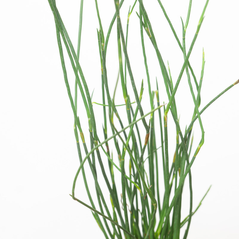 Elegia elephantina Plants - Outdoor GROW TROPICALS
