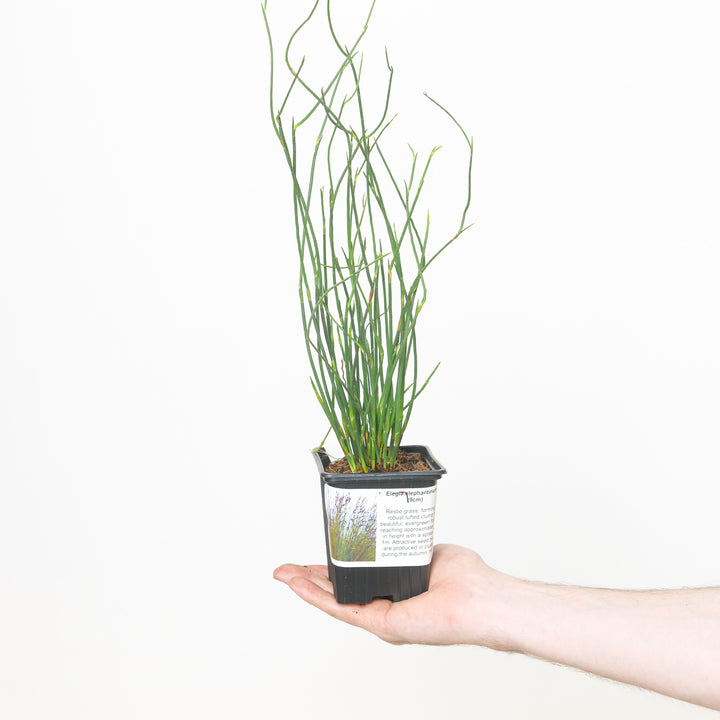 Elegia elephantina Plants - Outdoor GROW TROPICALS