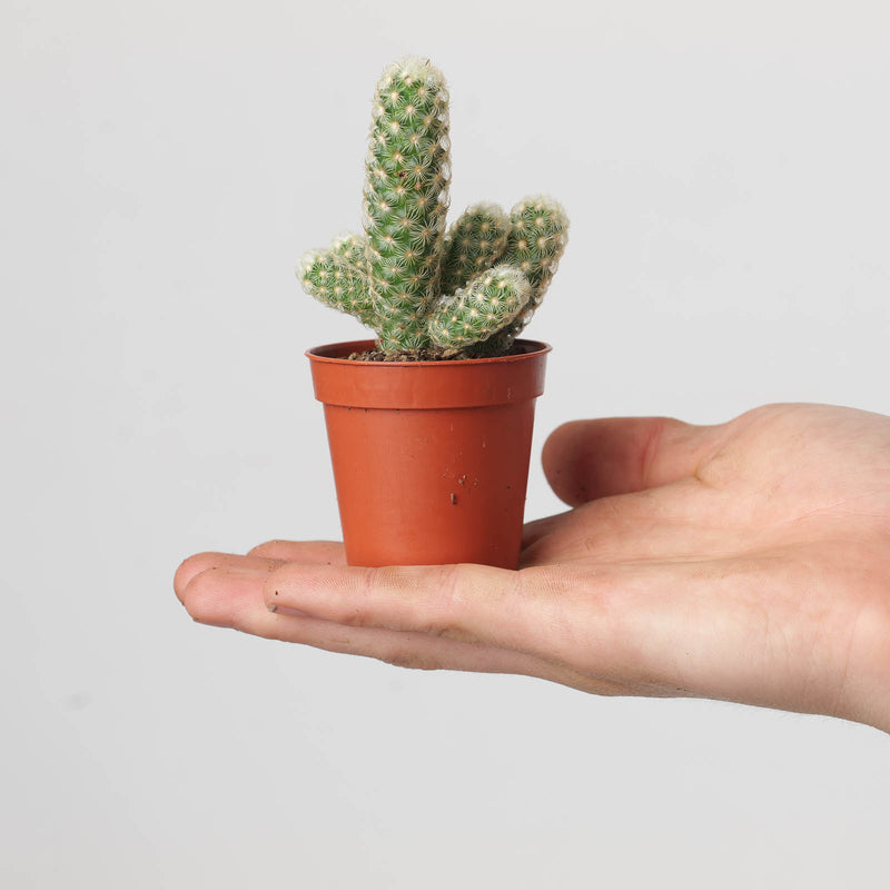 Mammillaria elongata — 5.5cm
