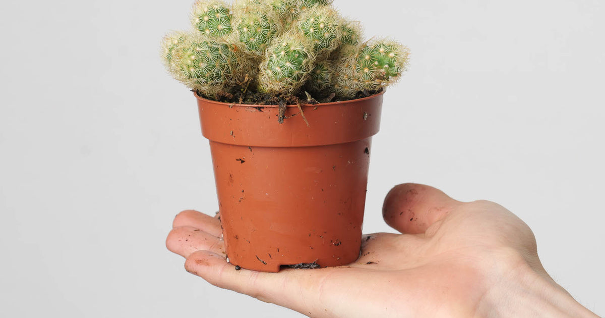 Mammillaria elongata | Plants