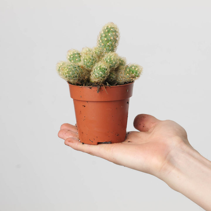 Mammillaria elongata - GROW TROPICALS