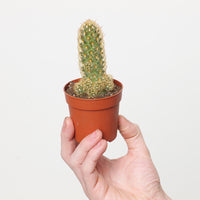 Mammillaria elongata