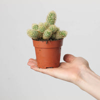 Mammillaria elongata